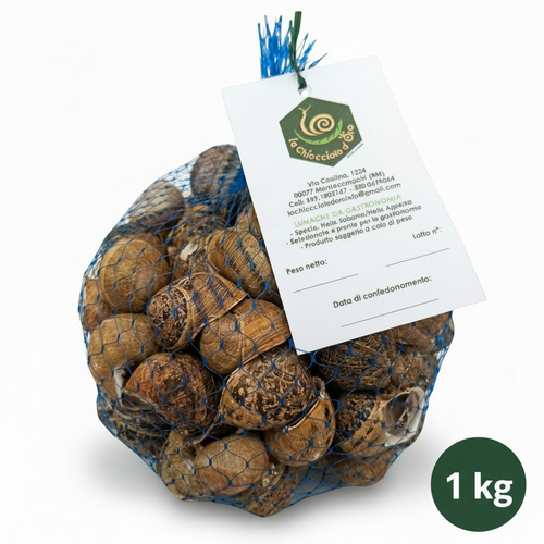 Lumache Helix Aspersa Muller 1kg - Allevamento italiano Castelli Romani
