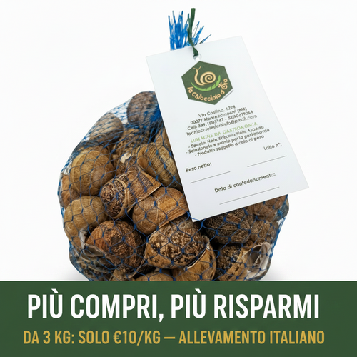 Lumache Helix Aspersa Muller fresche allevamento italiano Castelli Romani – sacchetto rete – da 3 kg solo €10/kg
