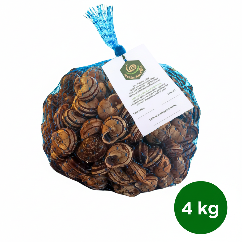 Lumache Rigatelle 4kg - Allevamento italiano Castelli Romani
