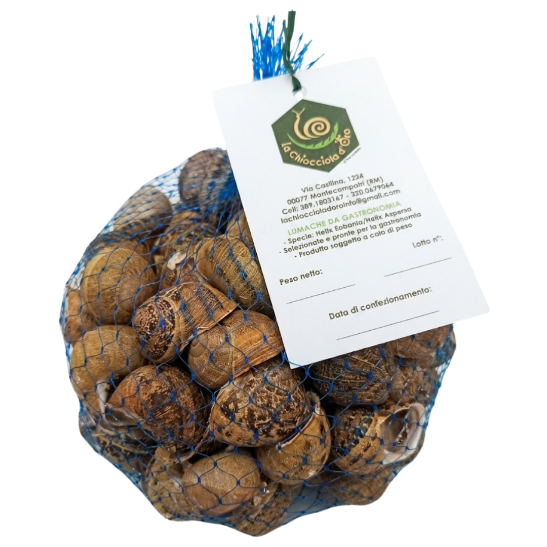 Lumache Helix Aspersa Muller - Alta qualità 1kg